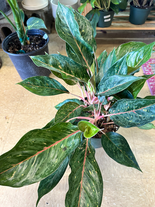 Aglaonema Amelia Lane