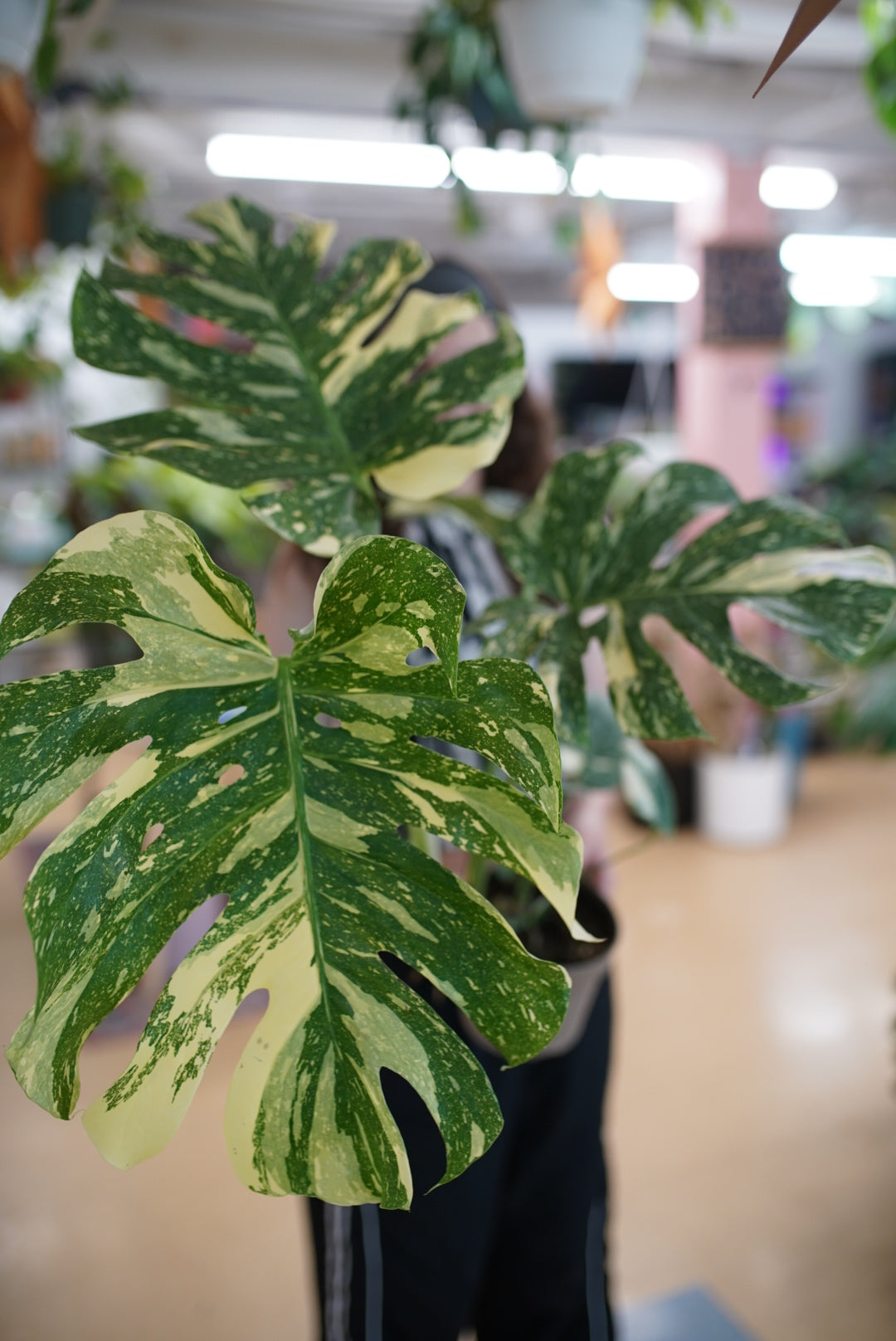 Monstera Thai Constellation Legacy