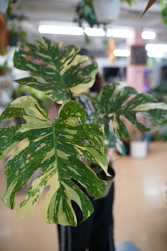 Monstera Thai Constellation Legacy
