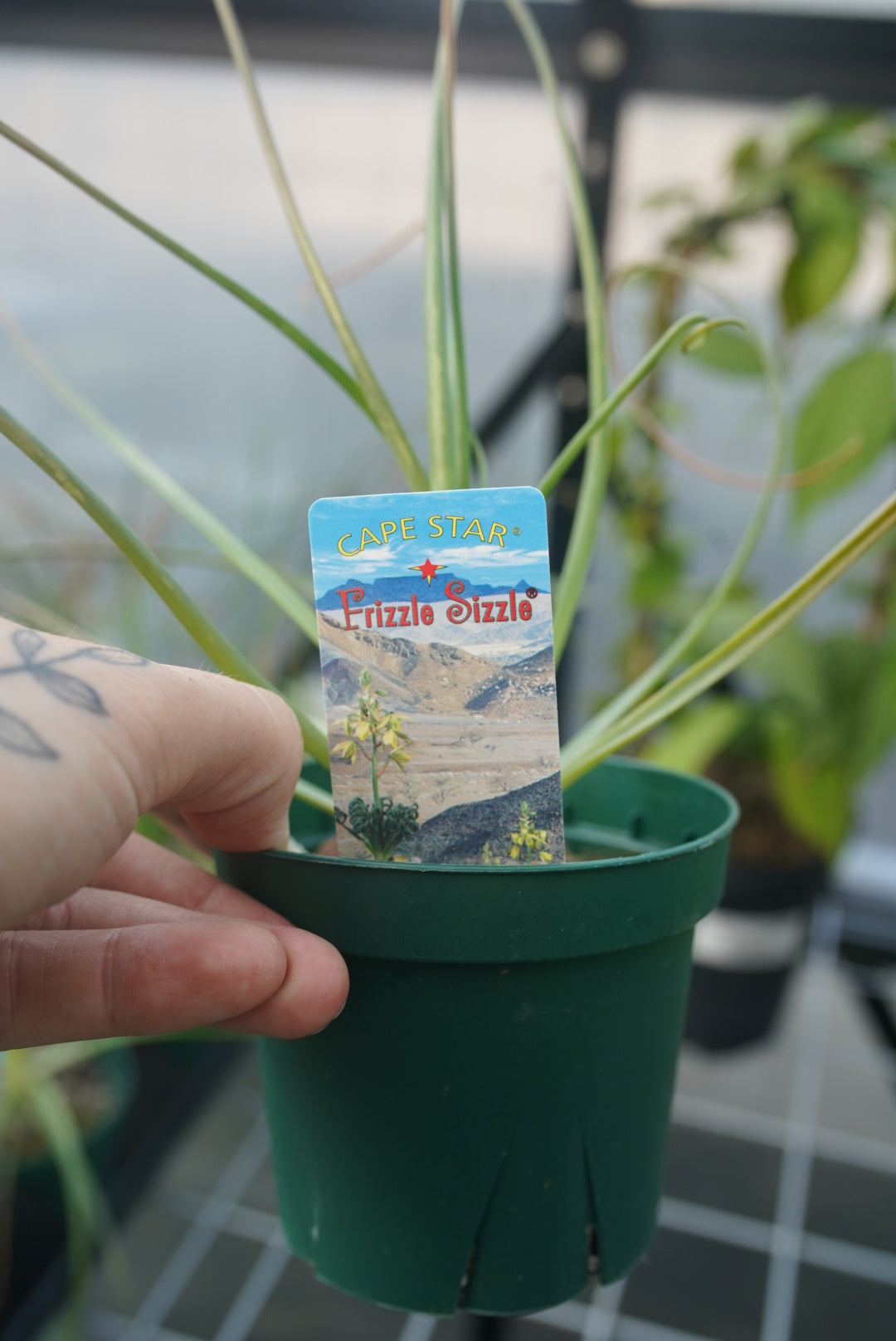 Albuca ‘Frizzle Sizzle’ (Albuca spiralis)