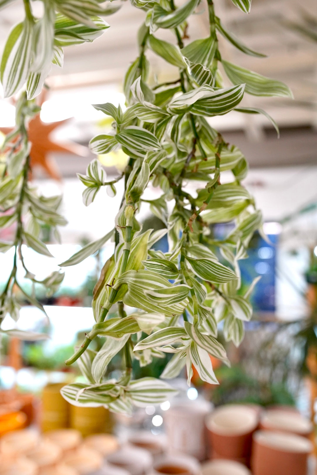 White Tradescantia