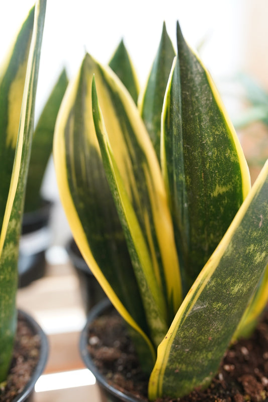 Golden Flame Sanseveria