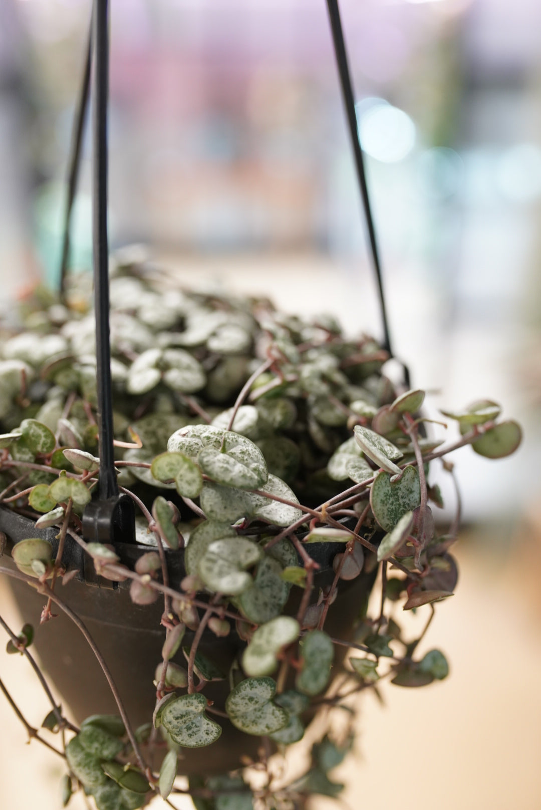 String of Hearts 'Silver Glory'