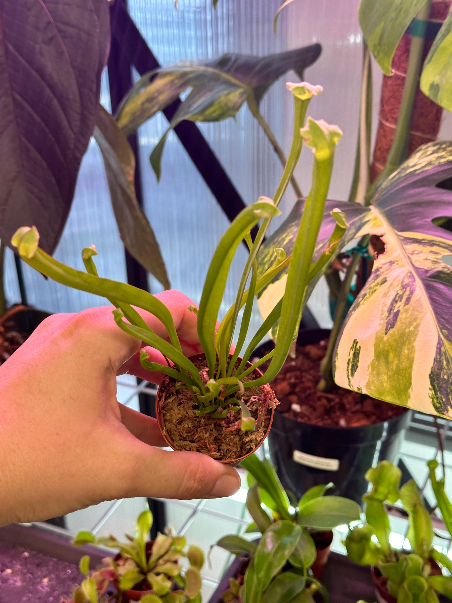 Trumpet Pitcher (Sarracenia)