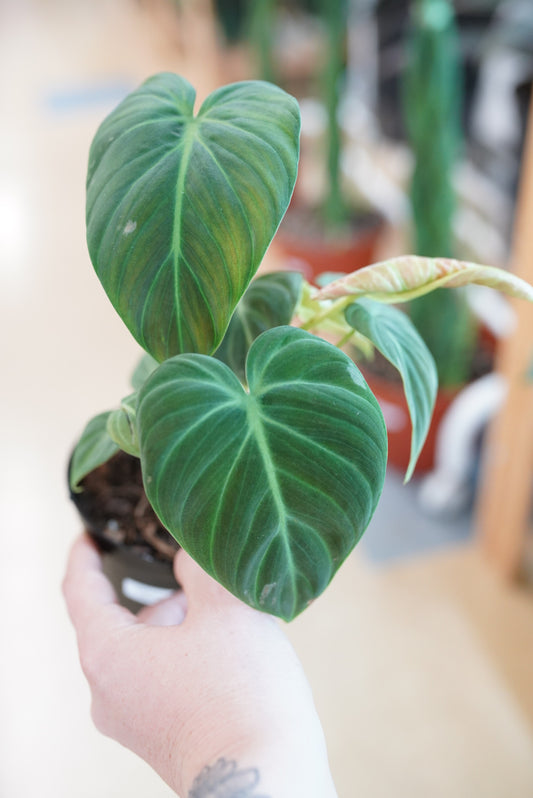 Philodendron El Choco Red