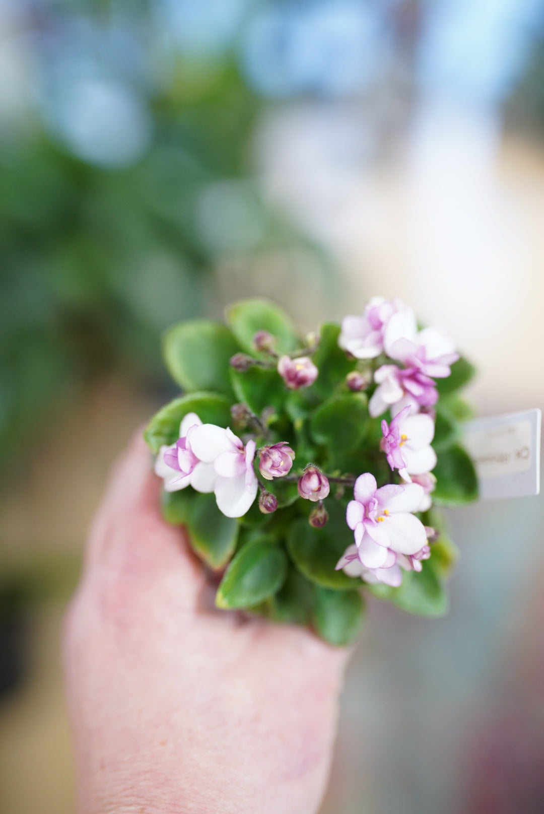 African Violet-Dwarf Variety (Assorted)