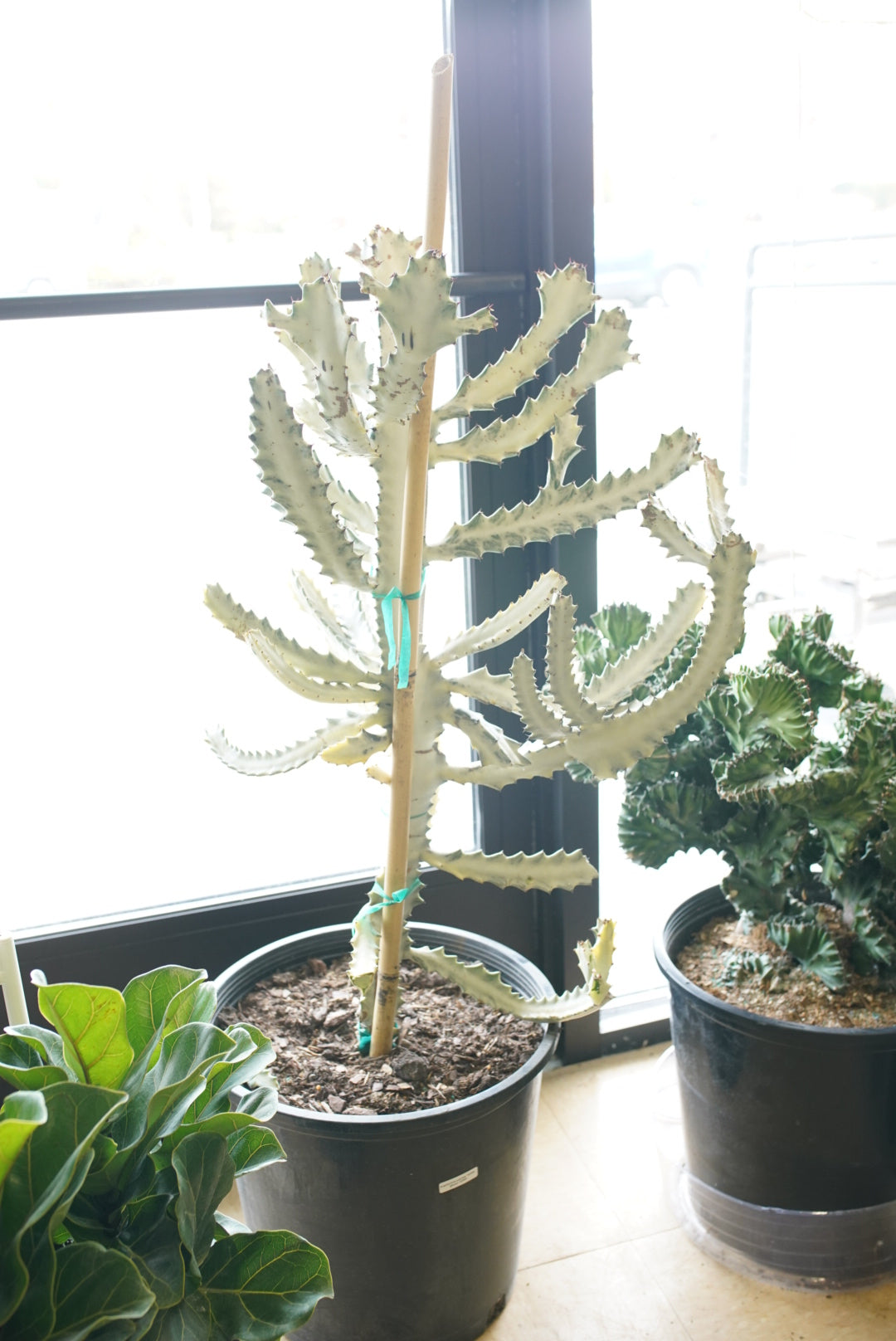 Euphorbia Lactea ‘White Ghost’