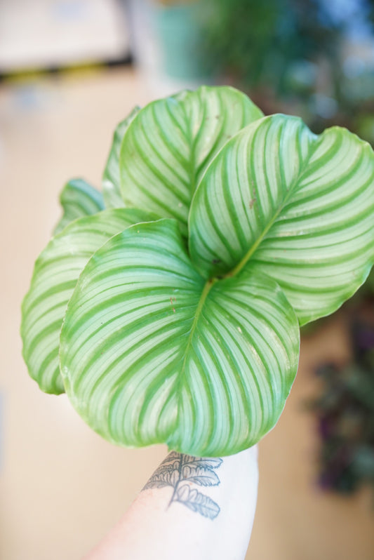 Calathea Orbifolia