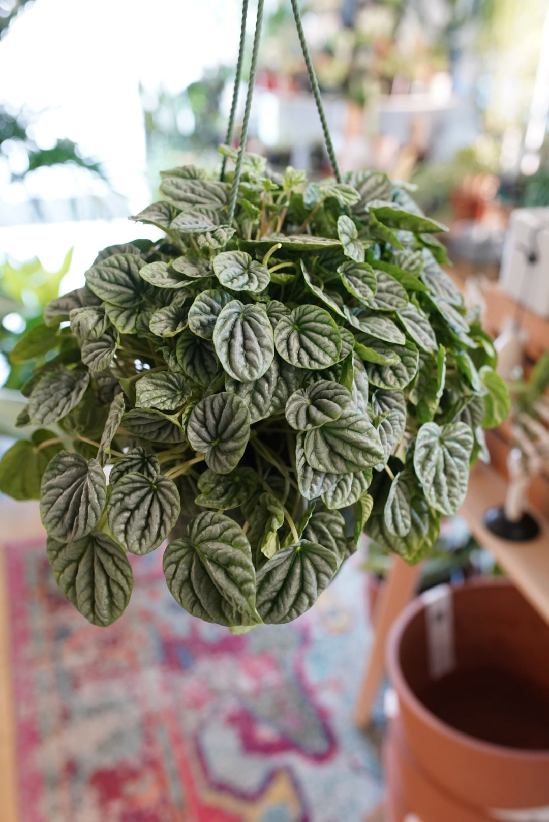 Peperomia Ripple