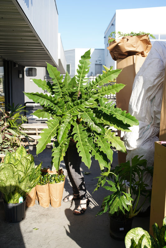 Philodendron 'Narrow Escape'