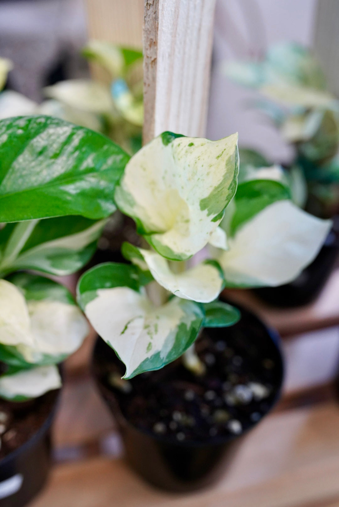 Epipremnum Aureum ‘Manjula' Pothos