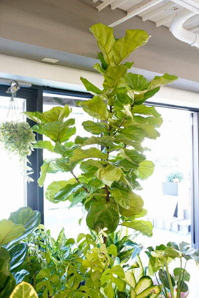Ficus Lyrata 'Fiddle Leaf Fig'
