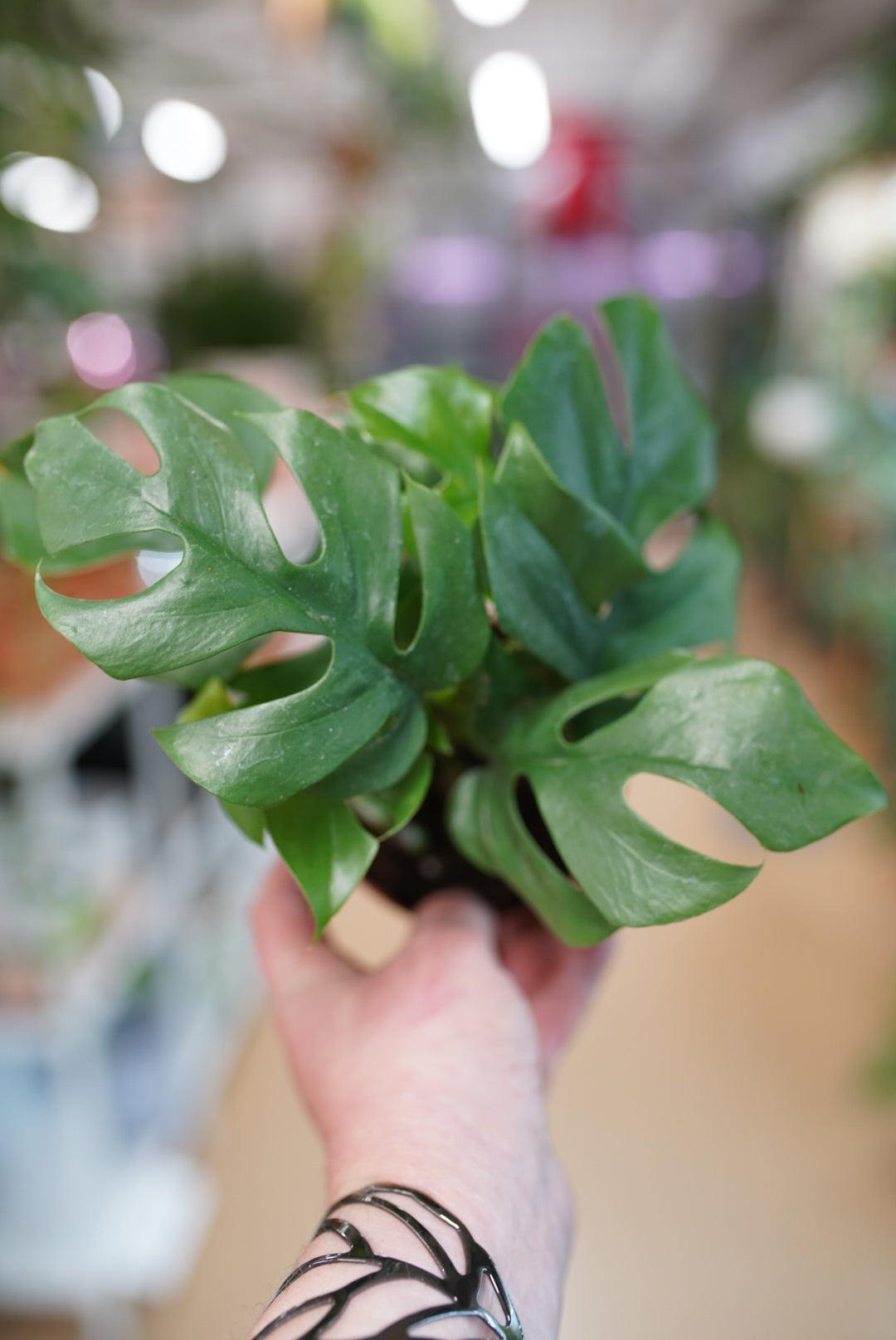 Rhaphidophora Tetrasperma or AKA Mini Monstera