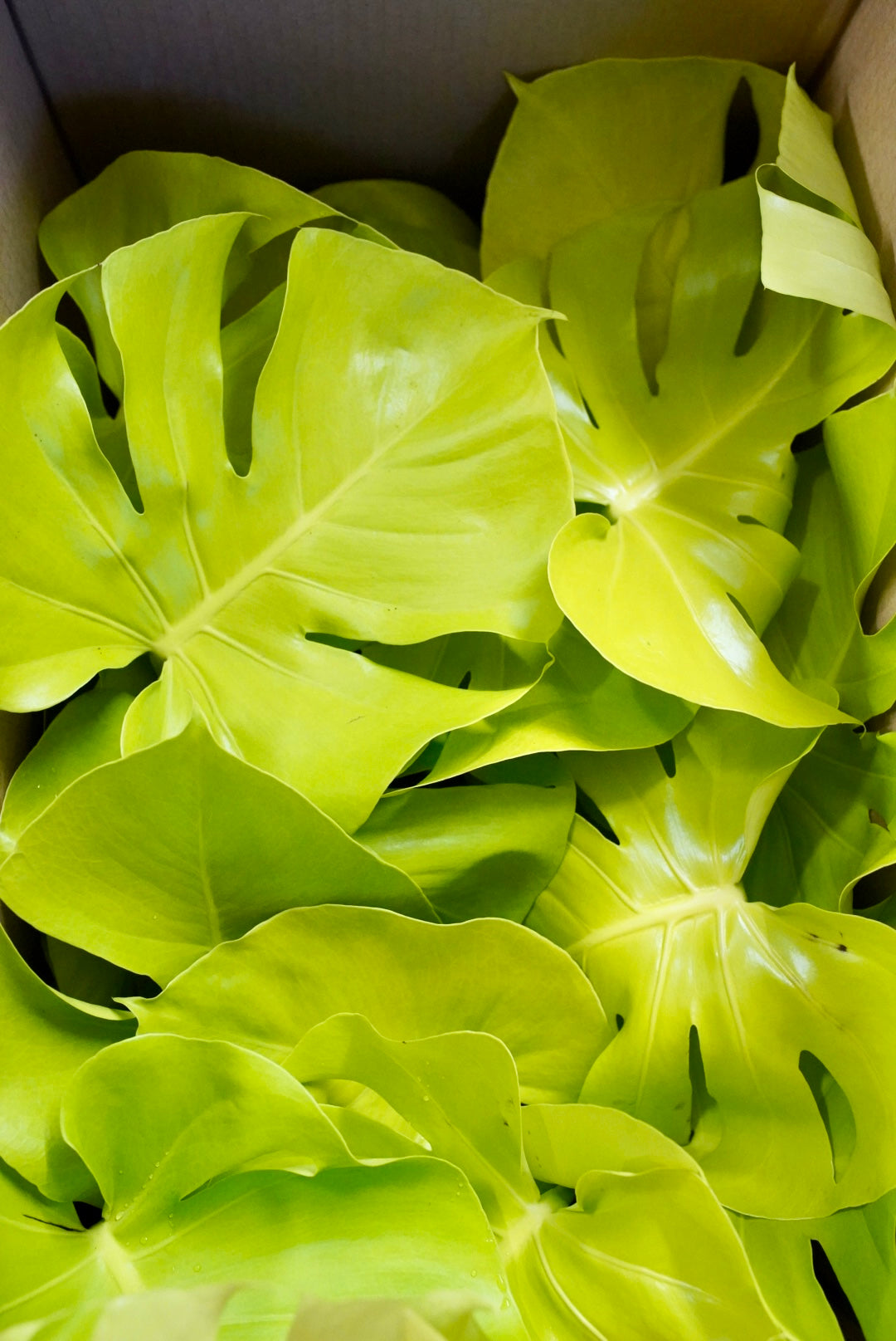 Monstera Super Golden 'Lemon Lime'