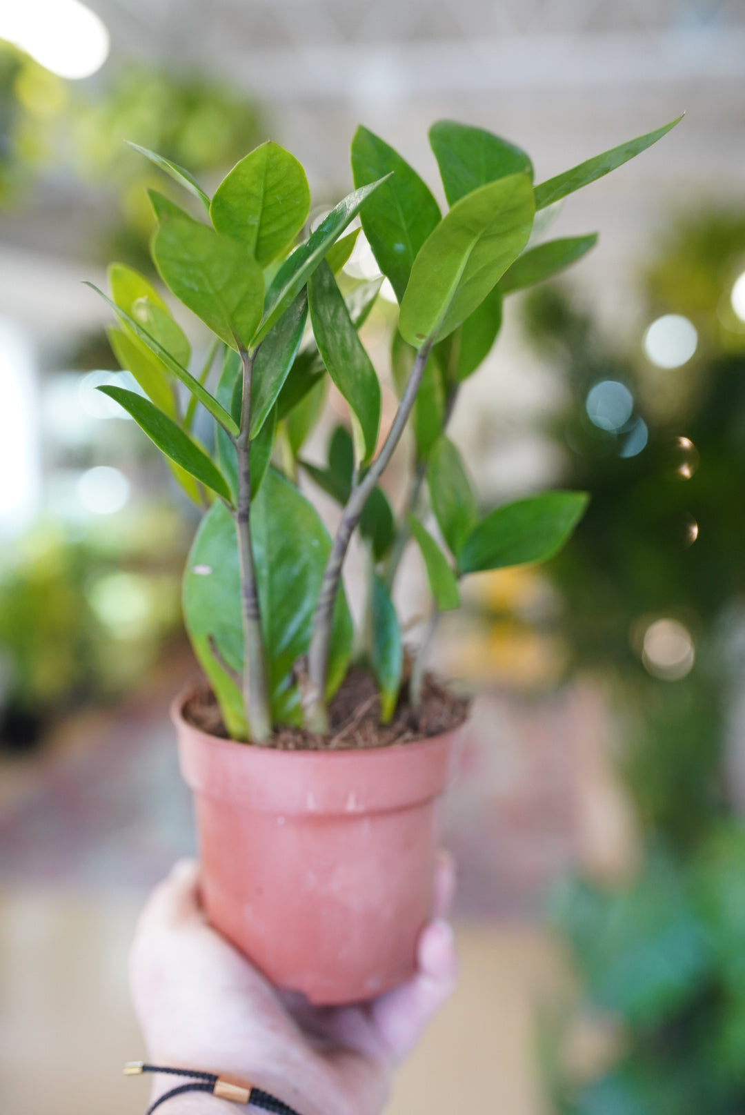 zz plant very low light Zamioculcas Zamiifolia ´zz´