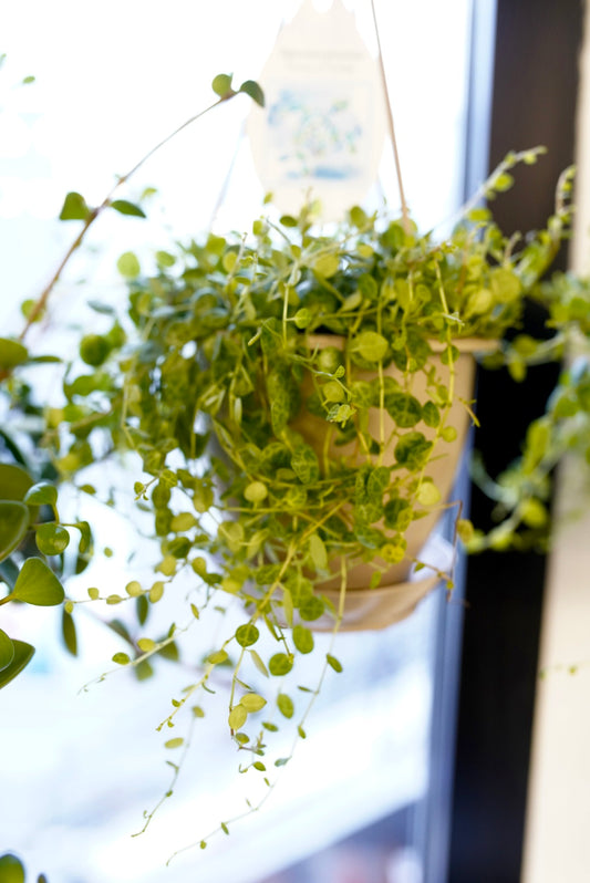 Peperomia Prostrata - String Of Turtles