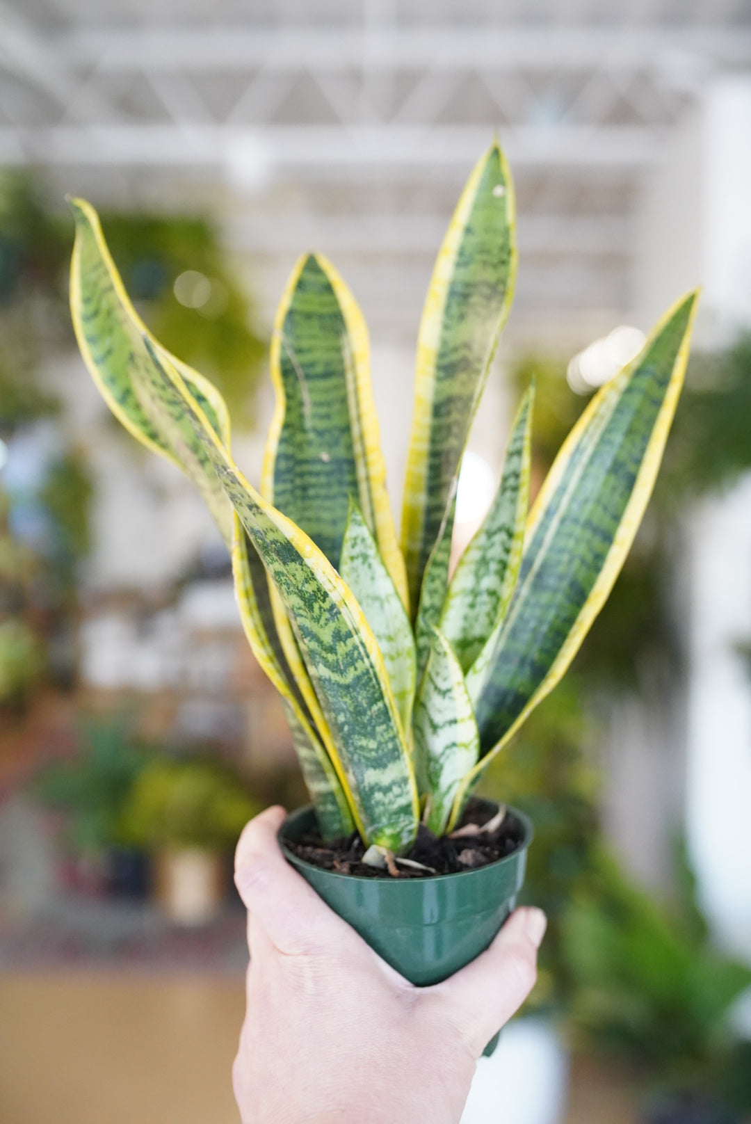 Sansevieria Laurentii