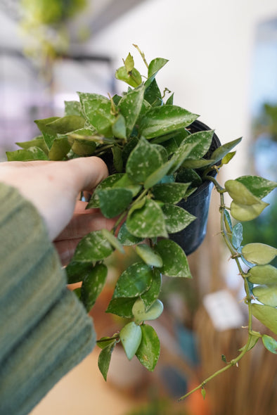 Hoya Krohniana (silver splash)