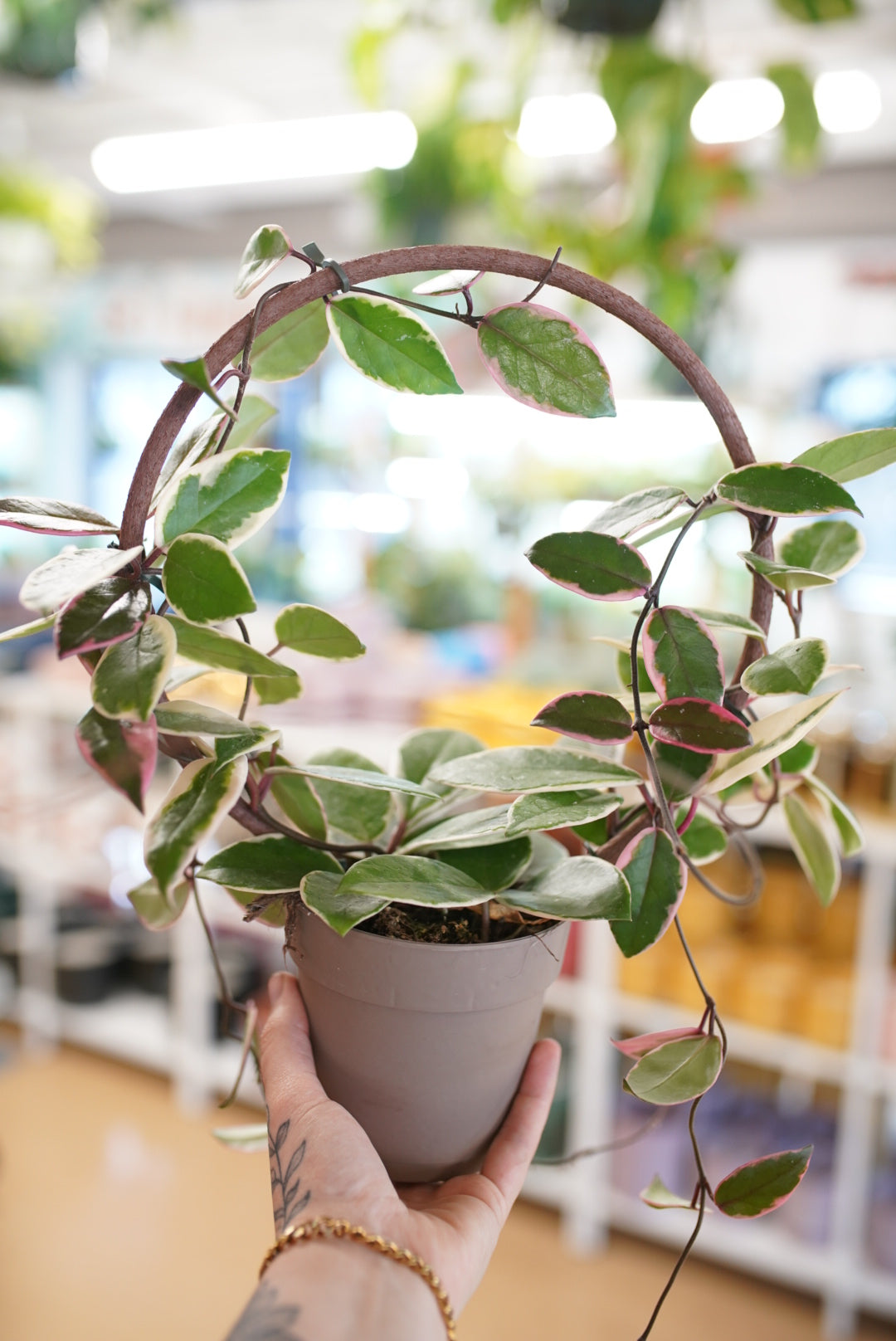 Hoya Flamingo Dream | Variegated Hoya Houseplant – Ruby Flora