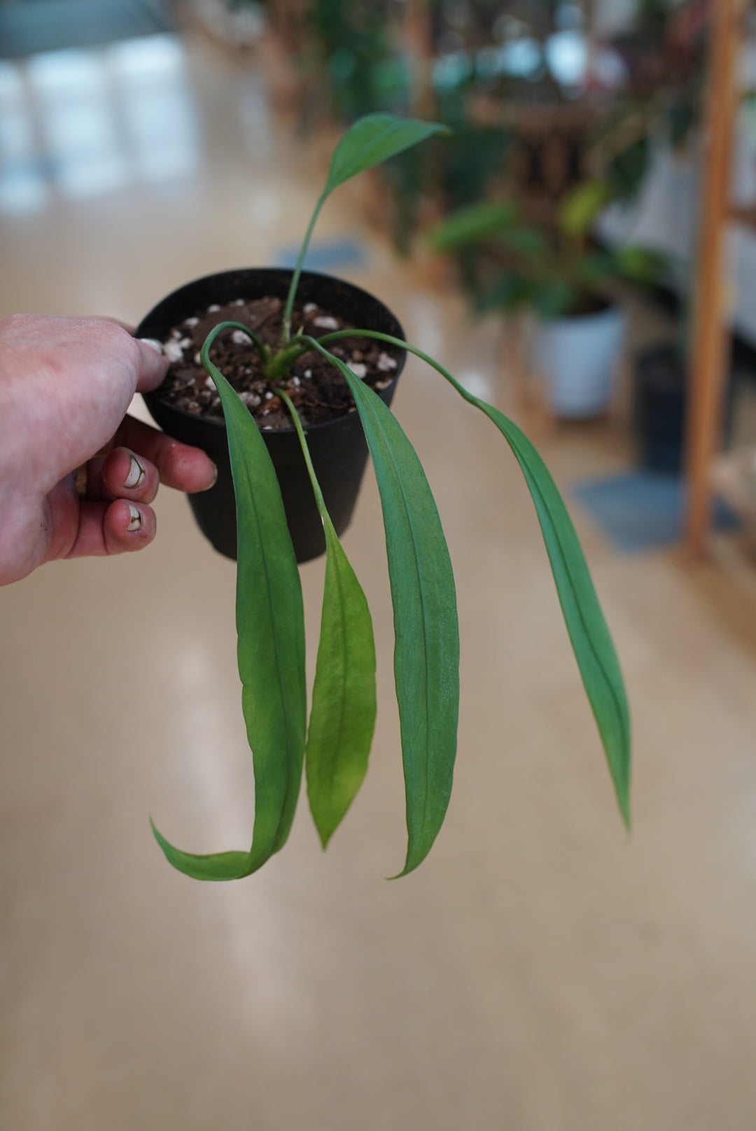 Anthurium vittarifolium