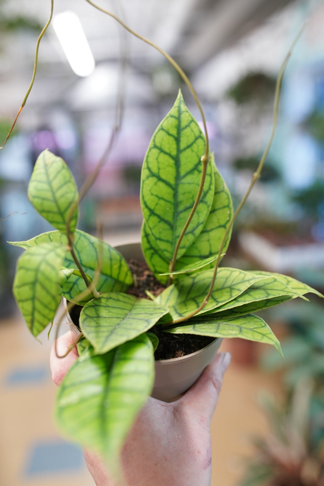 Hoya Callistophylla