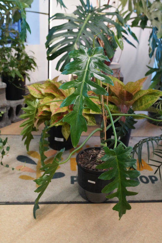 Philodendron Bob Cee