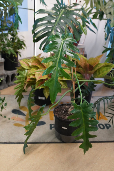 philodendron bob cee hybrid Philodendron Bob Cee – Ruby Flora Plant Shop