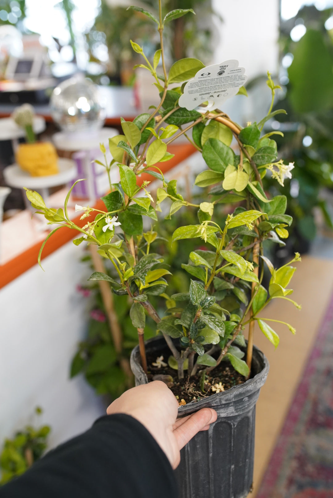 Flowering Confederate jasmine (Trachelospermum jasminoides)