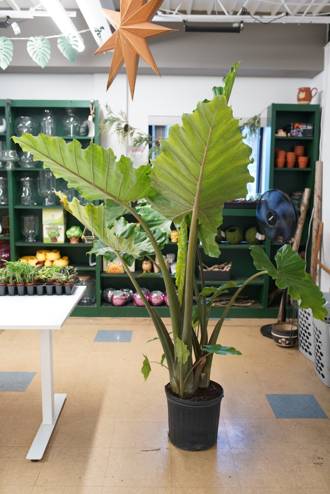 Alocasia 'Portora'