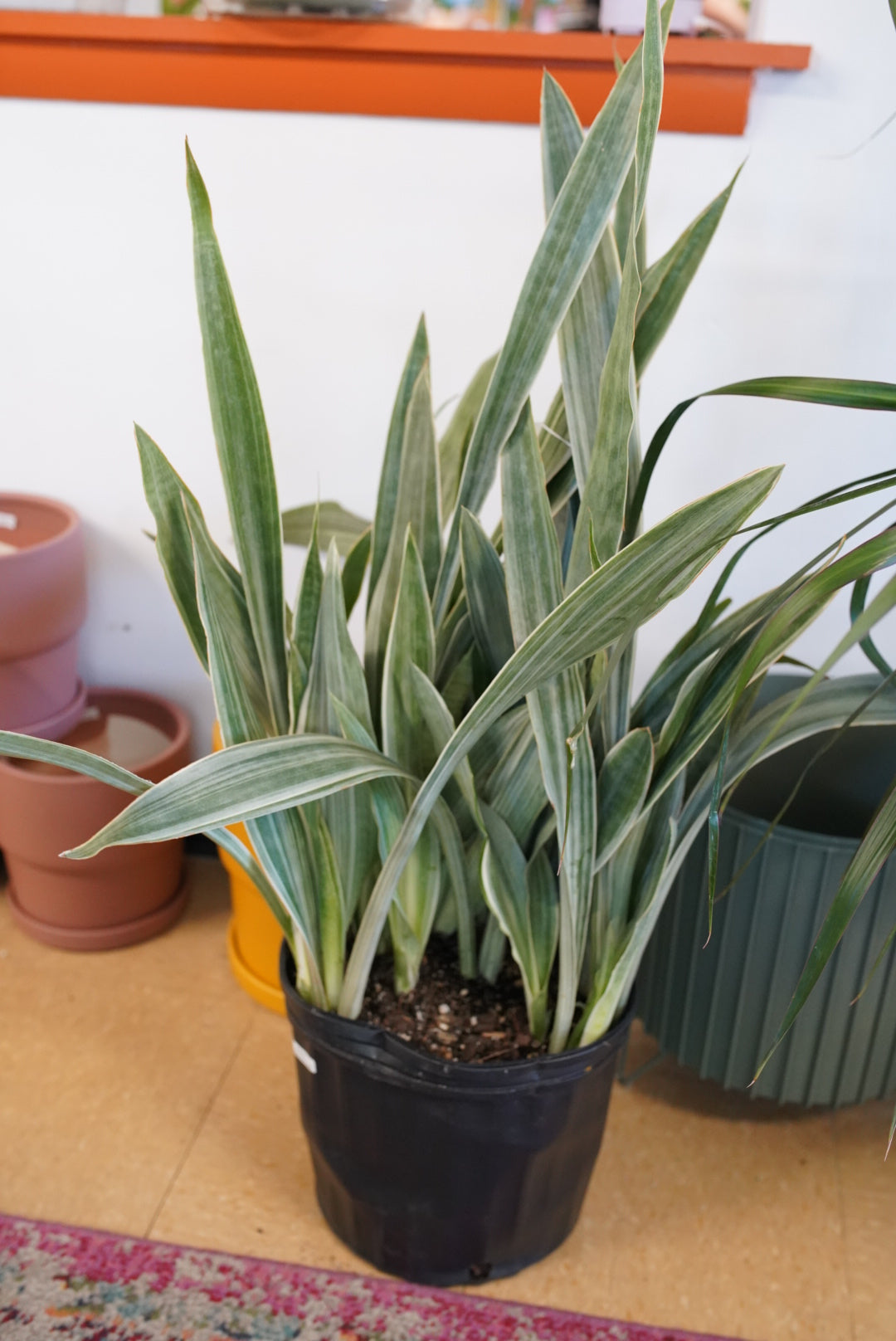 Sansevieria 'Sayuri' Metallic - Snake Plant