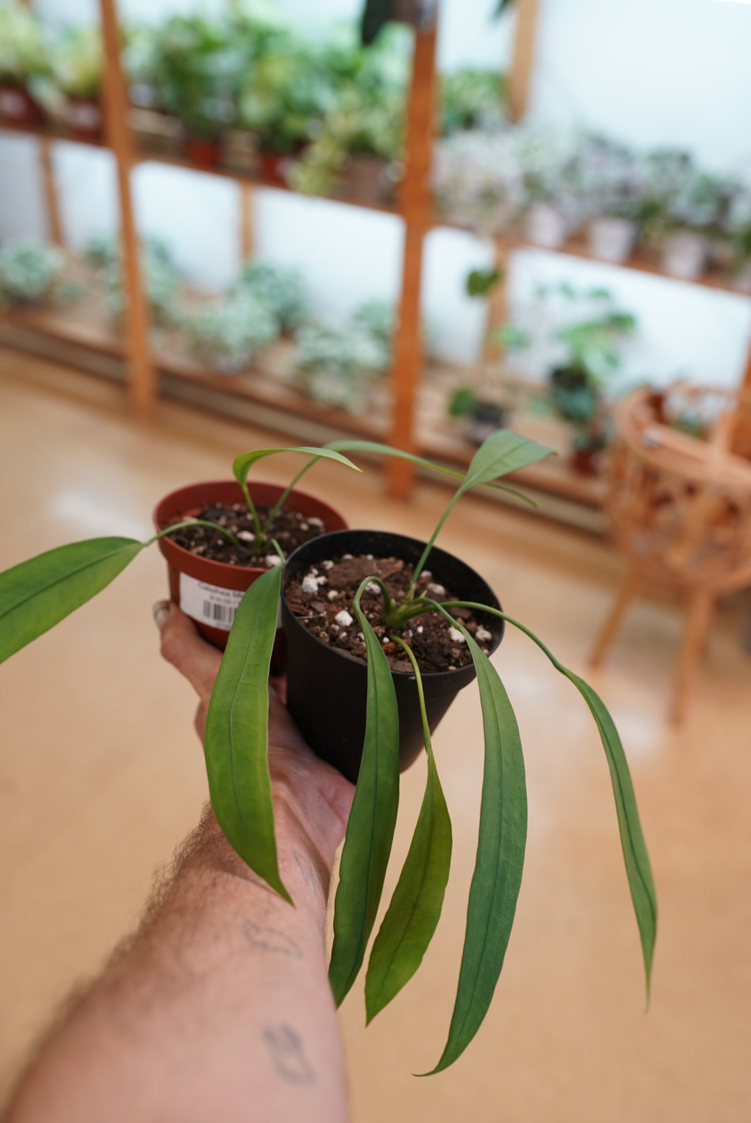 Anthurium vittarifolium