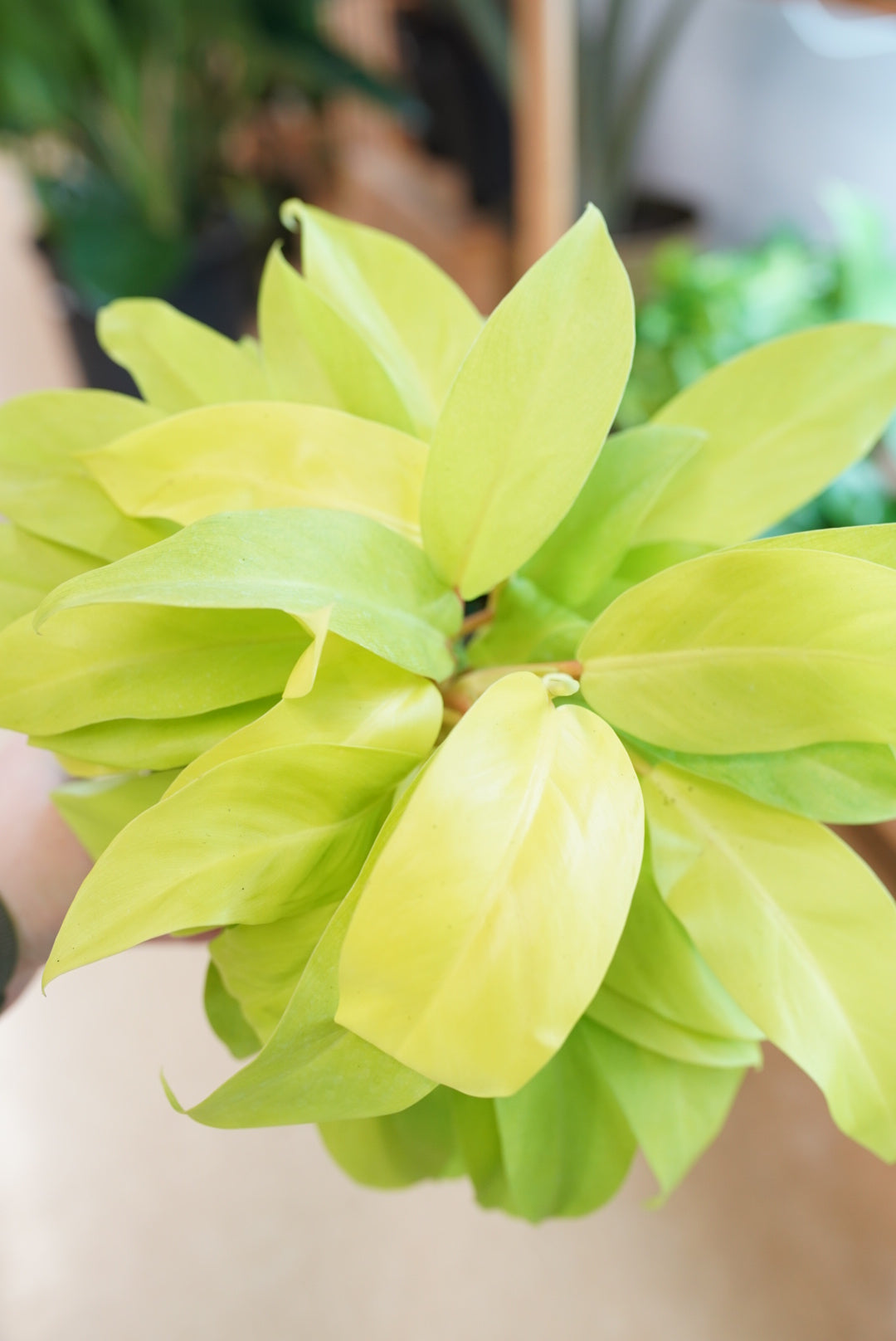 Philodendron Golden Goddess