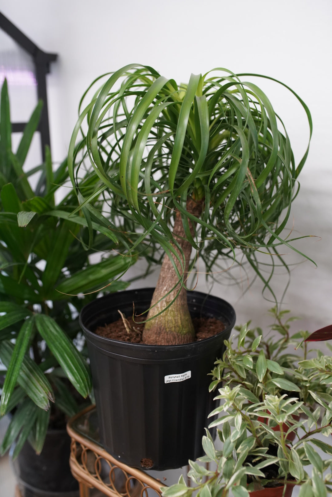 curly palm plant Ponytail Palm