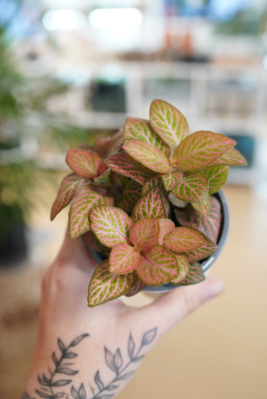 Pink Fittonia
