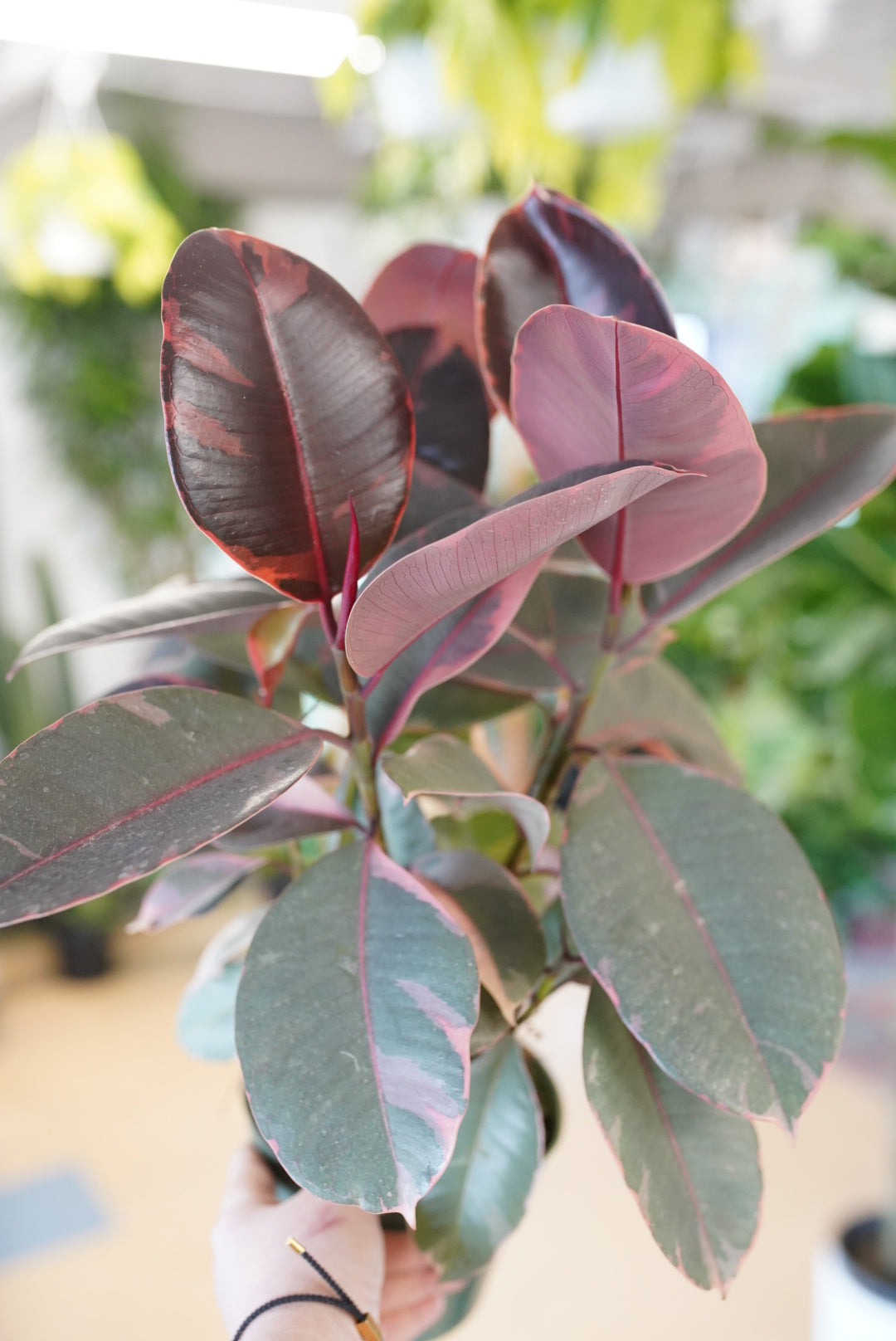 Ficus Elastica ‘Ruby’ - Rubber Plant