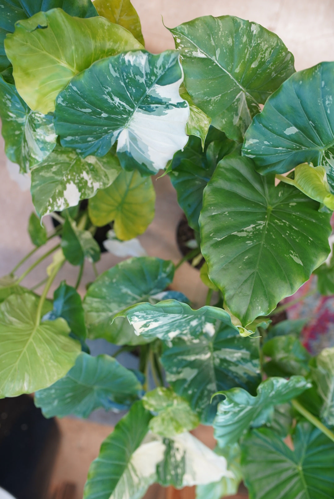 A close-up of a variegated tropical plant with large heart-shaped green leaves featuring white and yellow variegation, photographed from above.