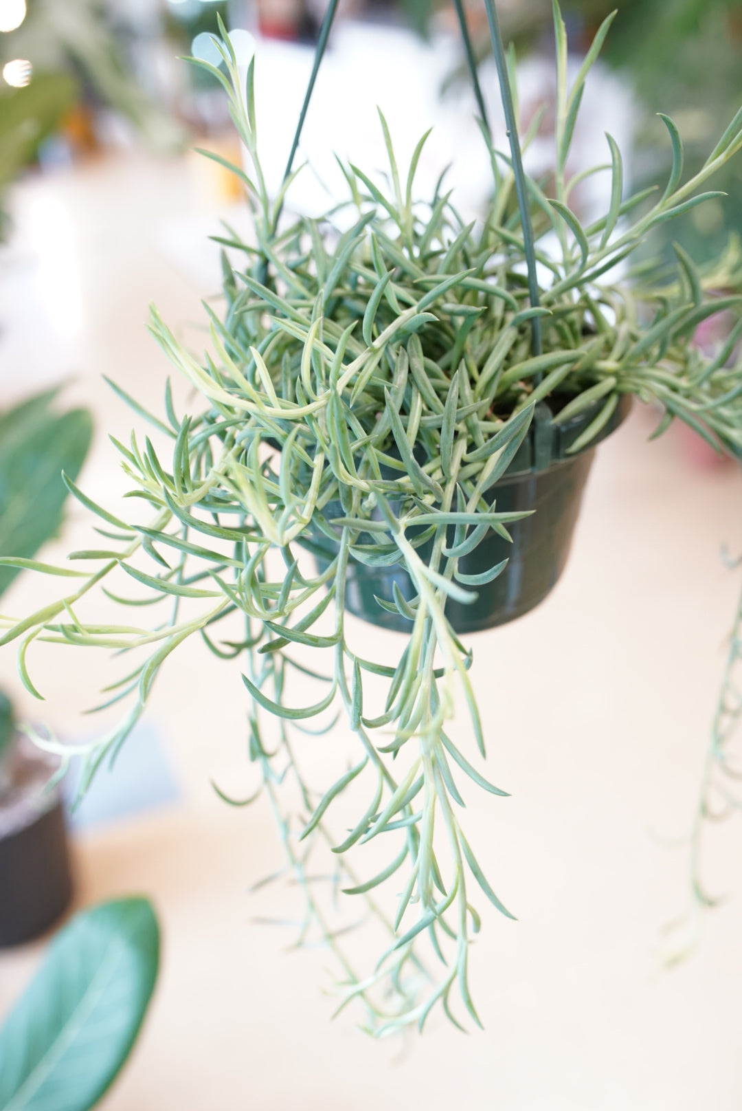 Senecio radicans-String of Fishhooks