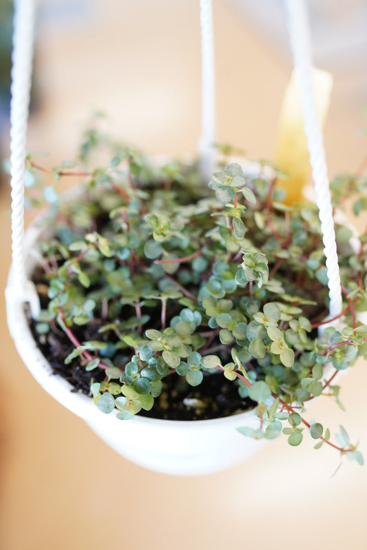 Pilea glauca 'Aquamarine'