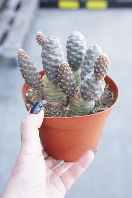 Tephrocactus articulatus (Pine Cone Cactus)