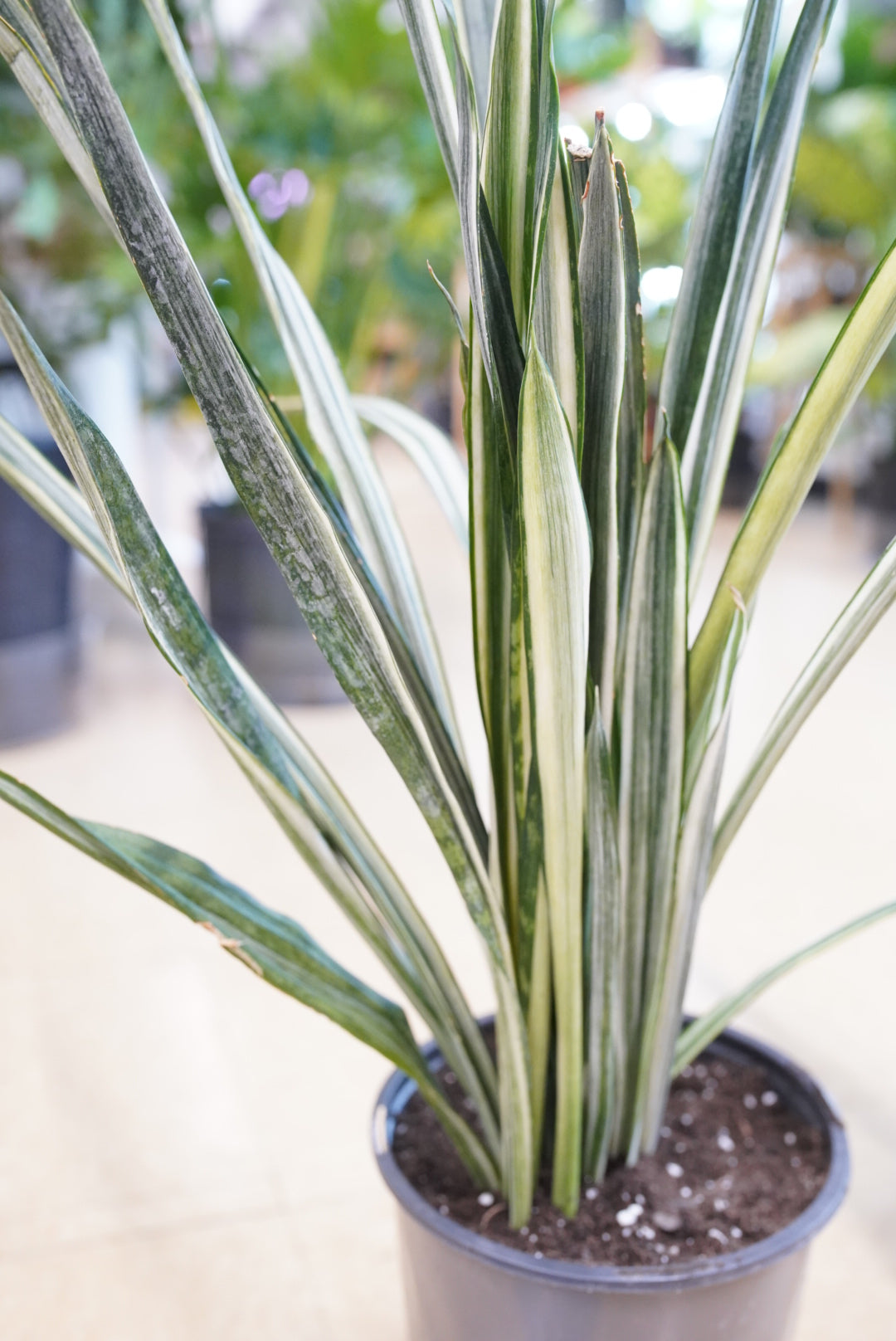 Sansevieria trifasciata 'Bantel's Sensation'