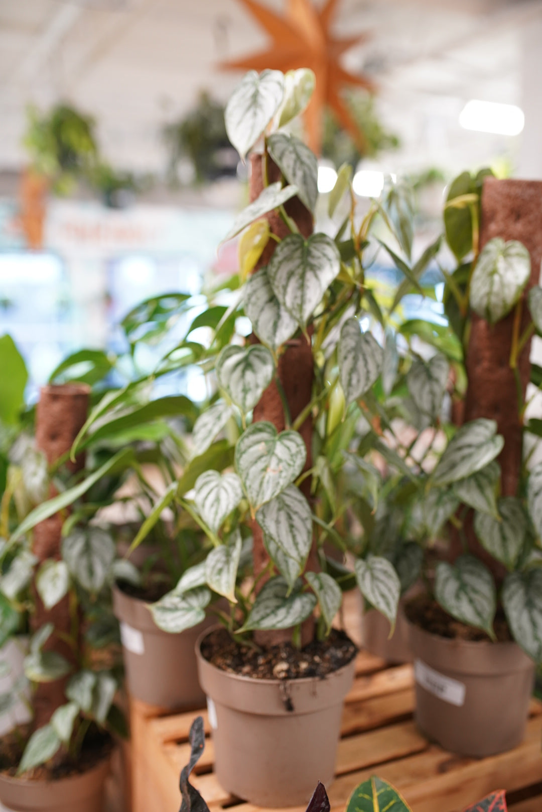 Philodendron brandtianum 'Brandi'