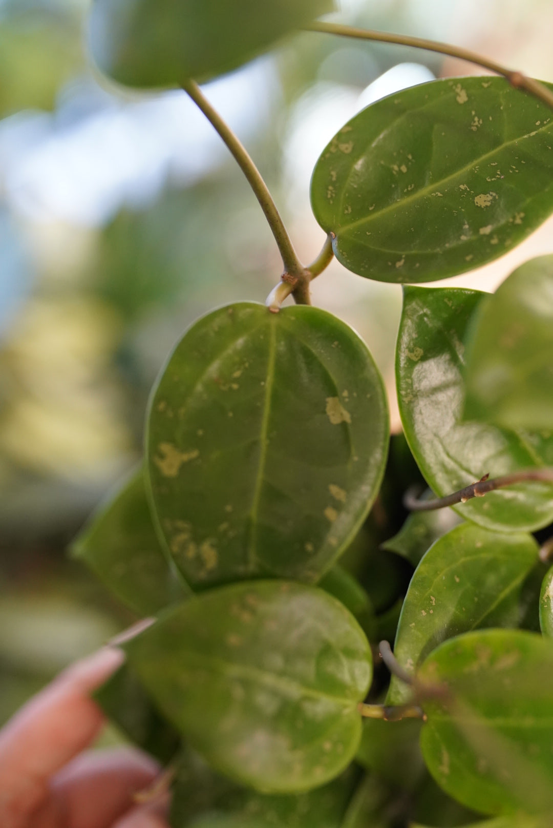 Hoya Parasitica Splash