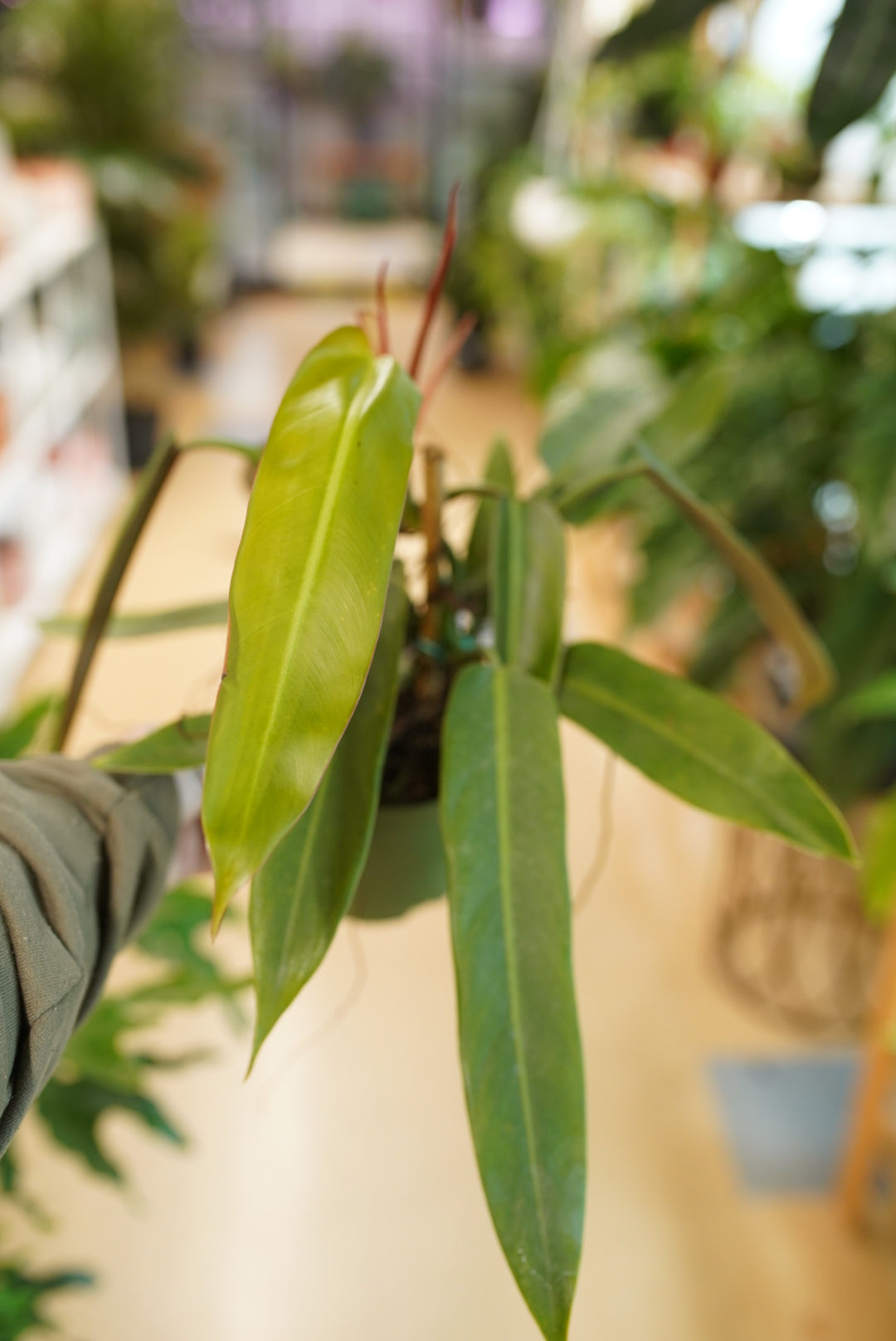 Philodendron Bicolor