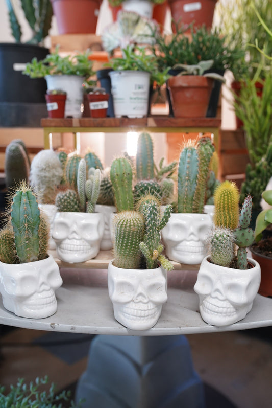White Skull Cacti