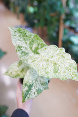 Alocasia Blizzard