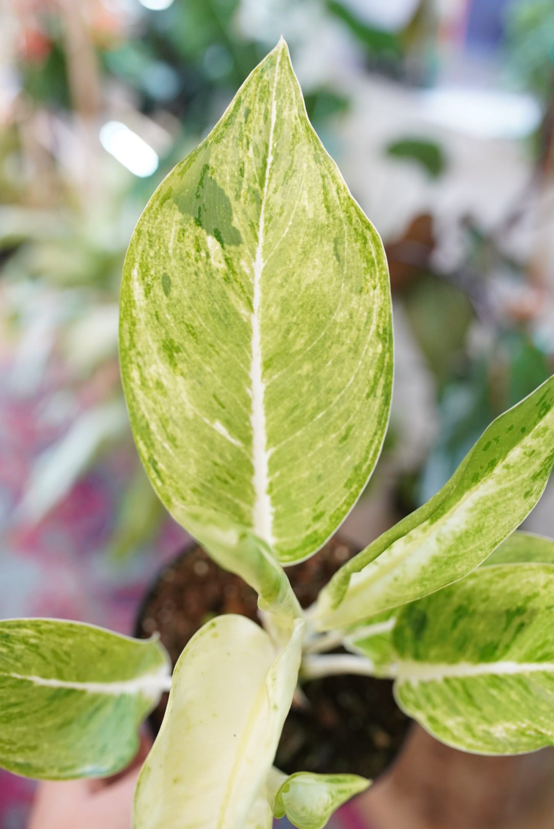 Aglaonema Sundrop