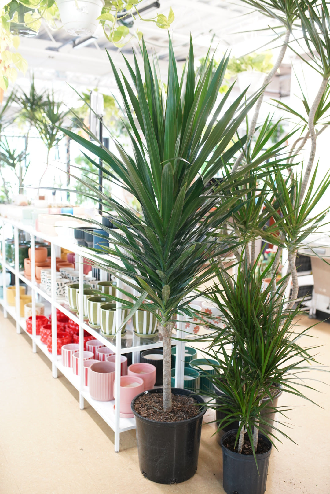 Dracaena Tarzan