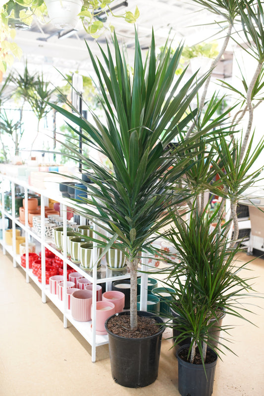 Dracaena Tarzan