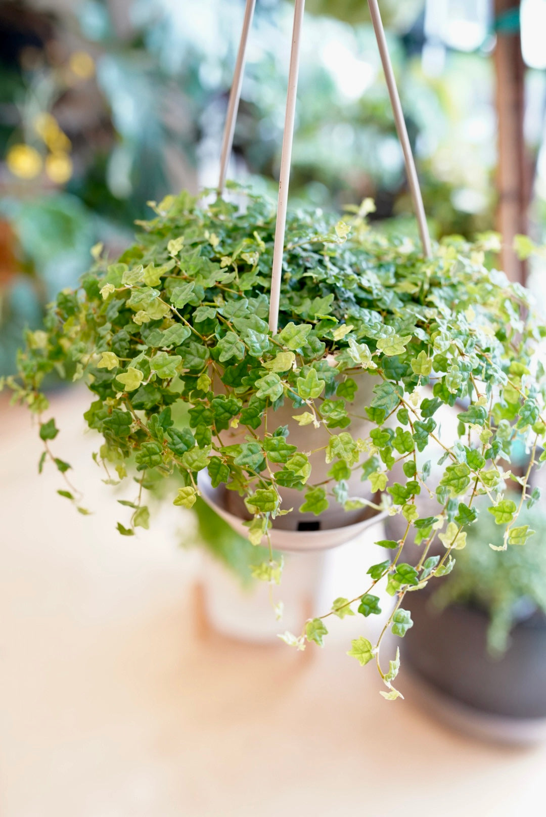 Ficus pumila 'Quercifolia'-String of Frogs