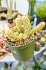 Mammillaria elongata 'Lady Finger' Cactus